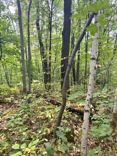 xxx Wolf Trail, Cushing, MN 56443