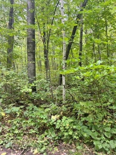 xxx Wolf Trail, Cushing, MN 56443