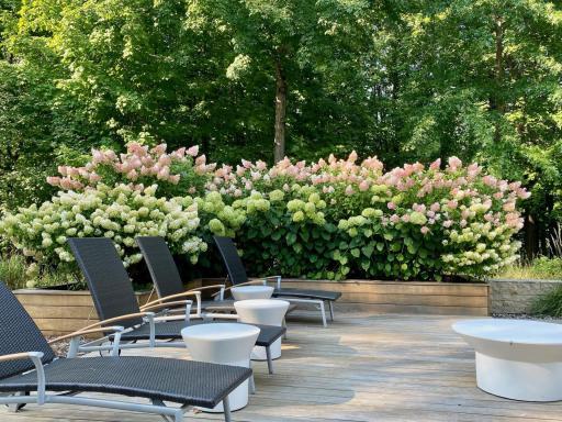 pool-side deck and perennial fragrance