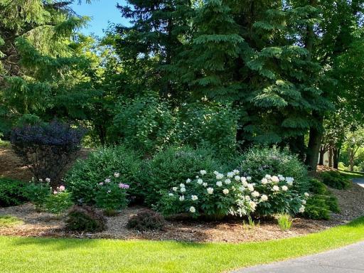 peony varieties widespread
