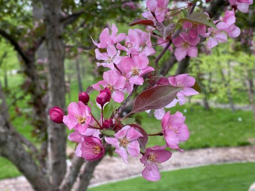 red splendor crab trees