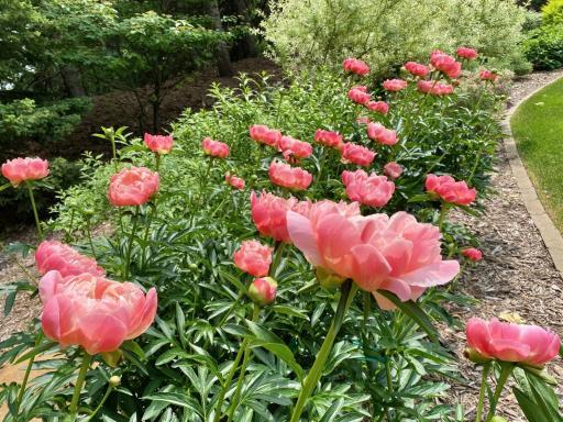 peony border