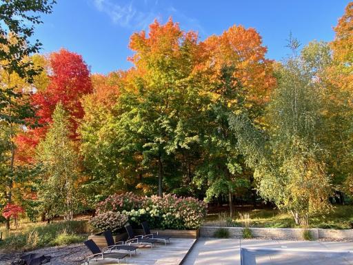 lots of maple trees for color
