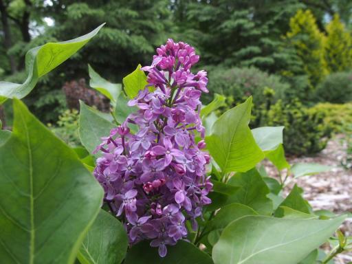 fragrant lilacs