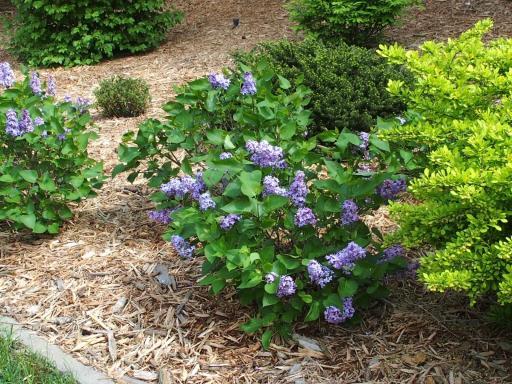 many dwarf lilacs & hydrangea frame the lawn