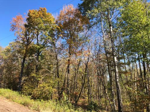 The back half of the lot grows naturally ...use your imagination. You could expand yard space or add more wildlife friendly plants and habitat.