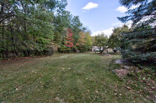 backyard by the woods