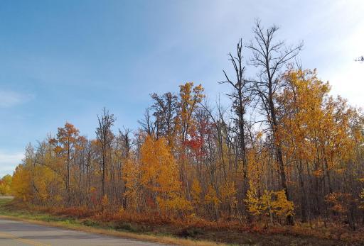 Photo for 28XXX 60th Avenue, Ogilvie, MN 56358 - Listing #6450013 Number of trees give you and the wildlife privacy.