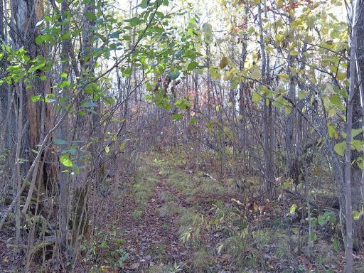 Photo for 28XXX 60th Avenue, Ogilvie, MN 56358 - Listing #6450013 Several trails through trees make for easy wildlife shortcuts.