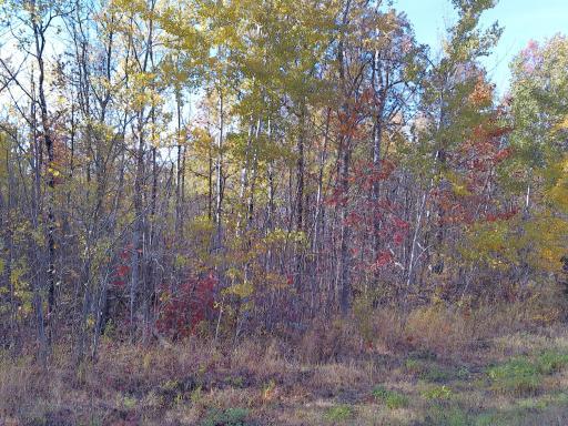 Photo for 28XXX 60th Avenue, Ogilvie, MN 56358 - Listing #6450013 Great variety of trees support the wildlife coverage.
