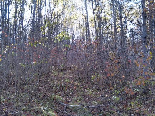 Photo for 28XXX 60th Avenue, Ogilvie, MN 56358 - Listing #6450013 Trails lead to middle of property, no need to get stuck on the wait-a-minute vines.