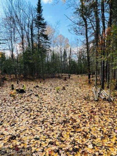 Clearing for driveway into building site