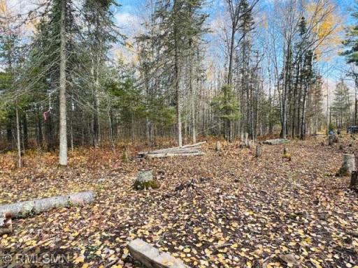 Clearing for driveway and building site