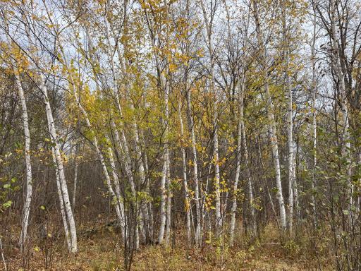 29026 Van Pelt Road NW, Grygla, MN 56727