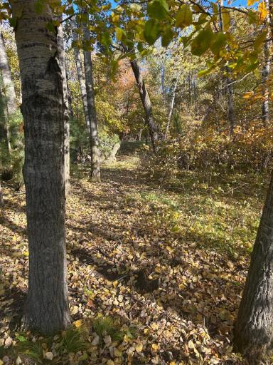 39xxx Osage Drive, Browerville, MN 56438