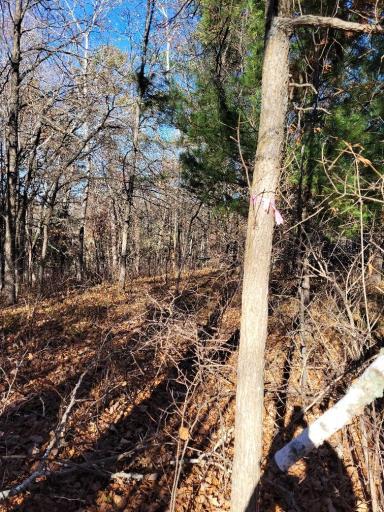 TBD Buschmann Road, Pequot Lakes, MN 56472