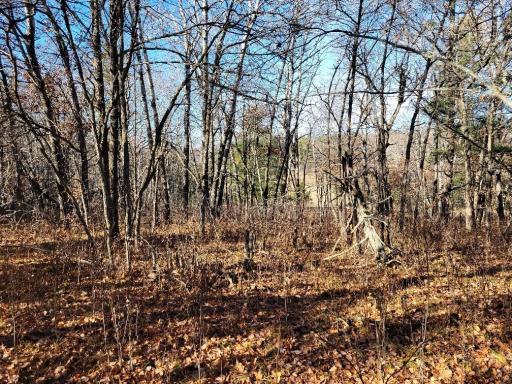 TBD Buschmann Road, Pequot Lakes, MN 56472