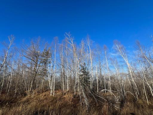 Plenty of birch and pine