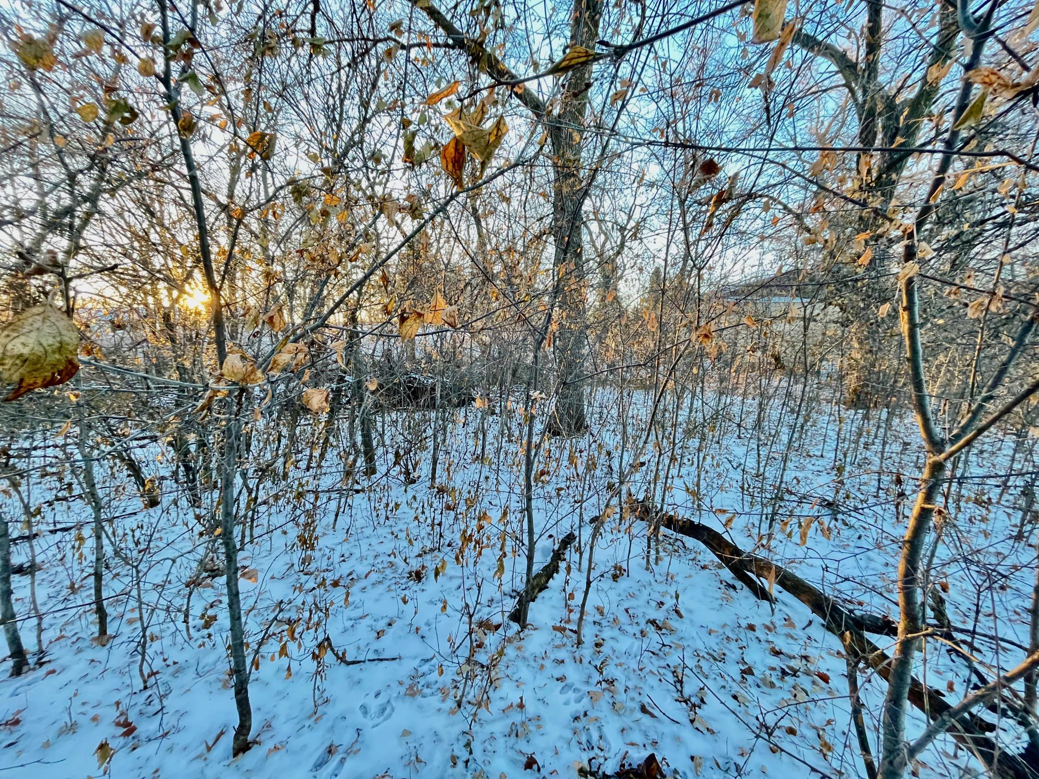 IMG_3613.jpeg