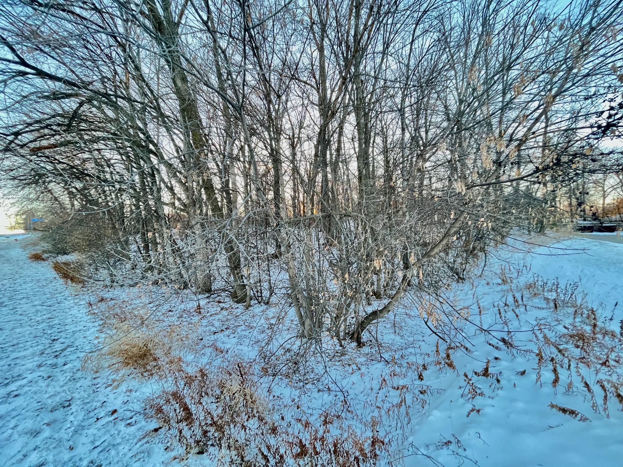 IMG_3617.jpeg