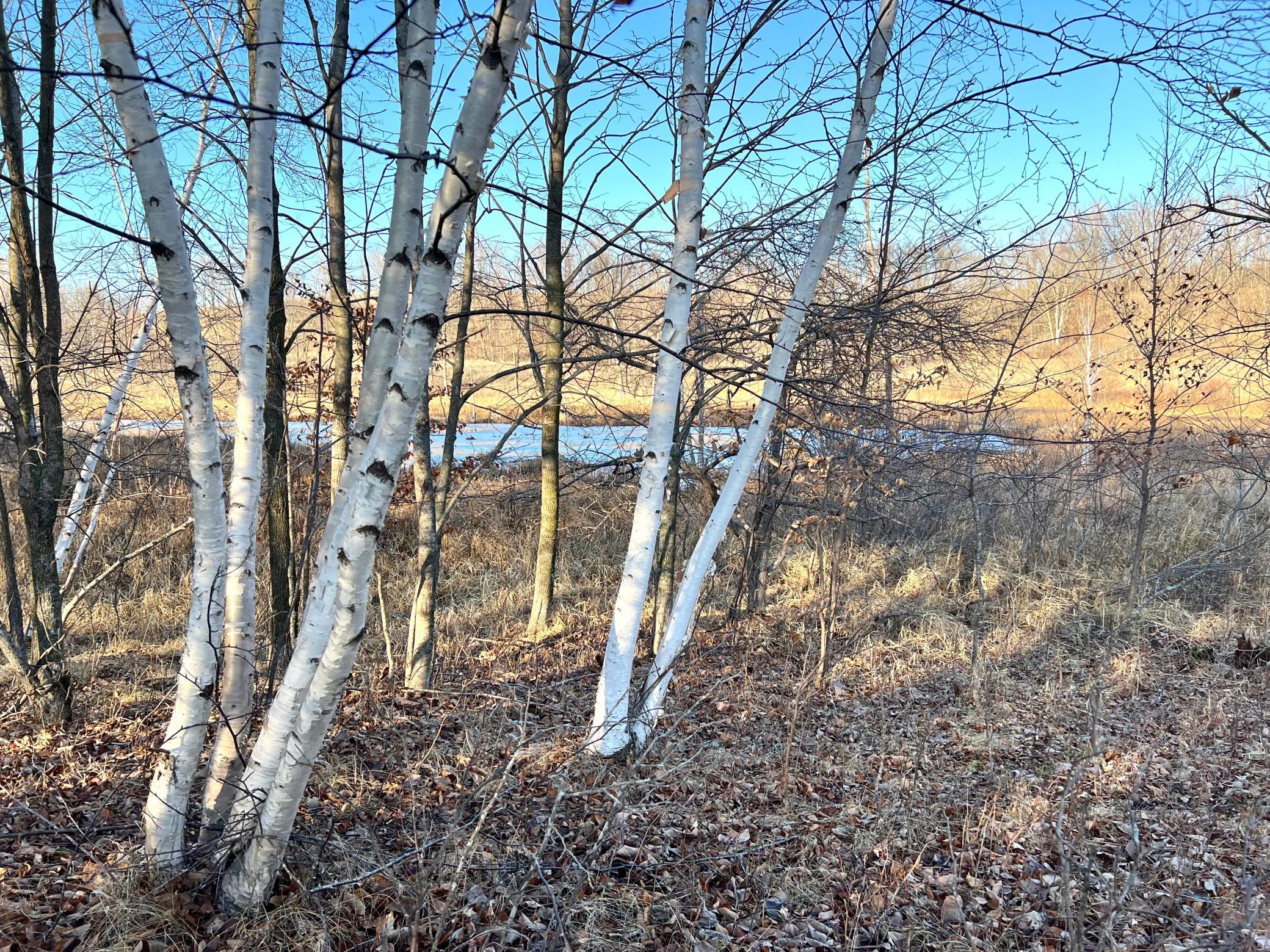 IMG_4134.jpeg