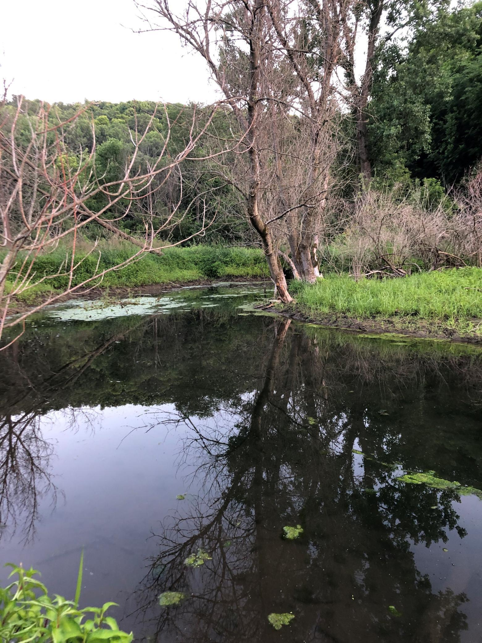Rhan Creek - Home to native Brook and Brown Trout.jpg