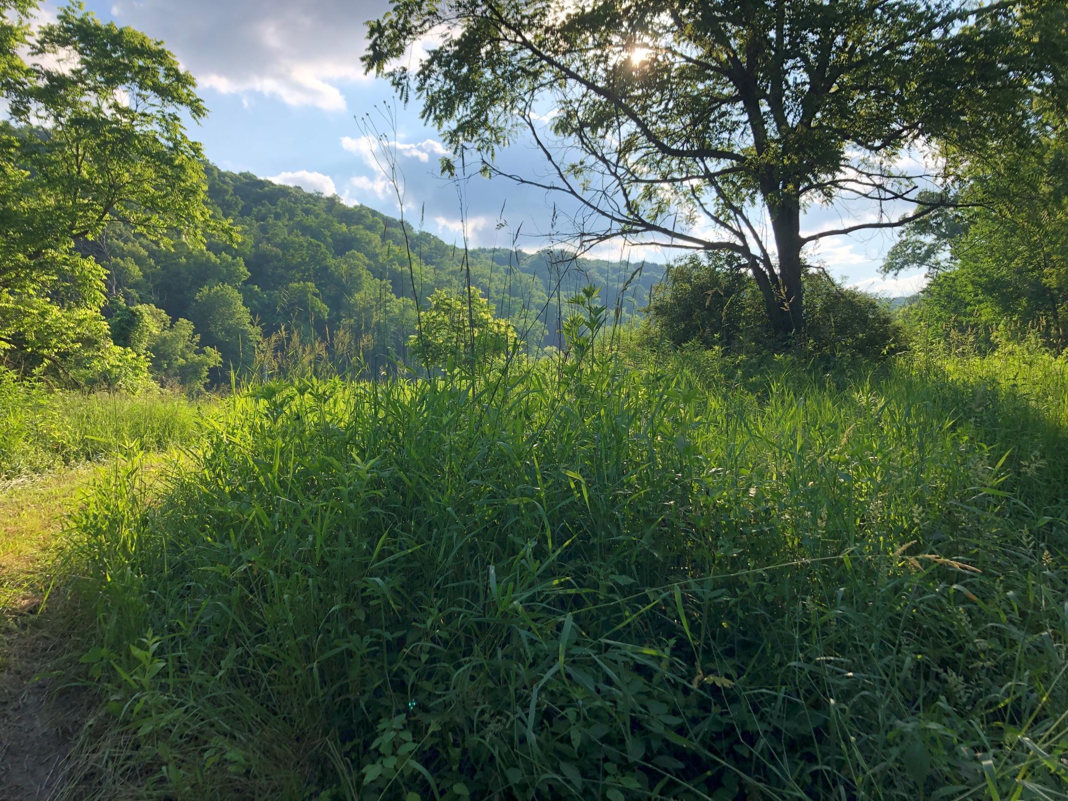 Trail-Beautiful View.jpg