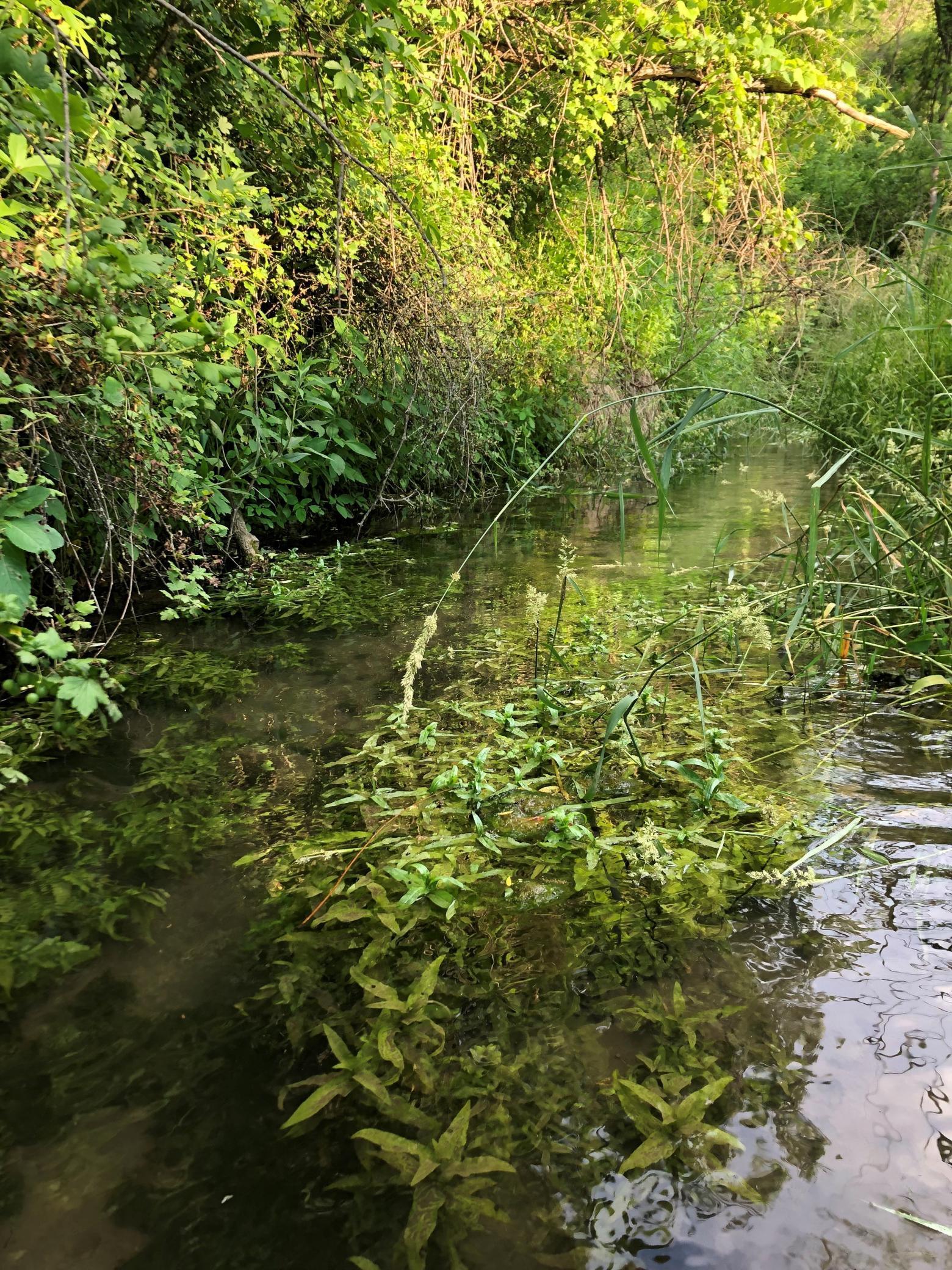 Fly Fishing Anyone.jpg