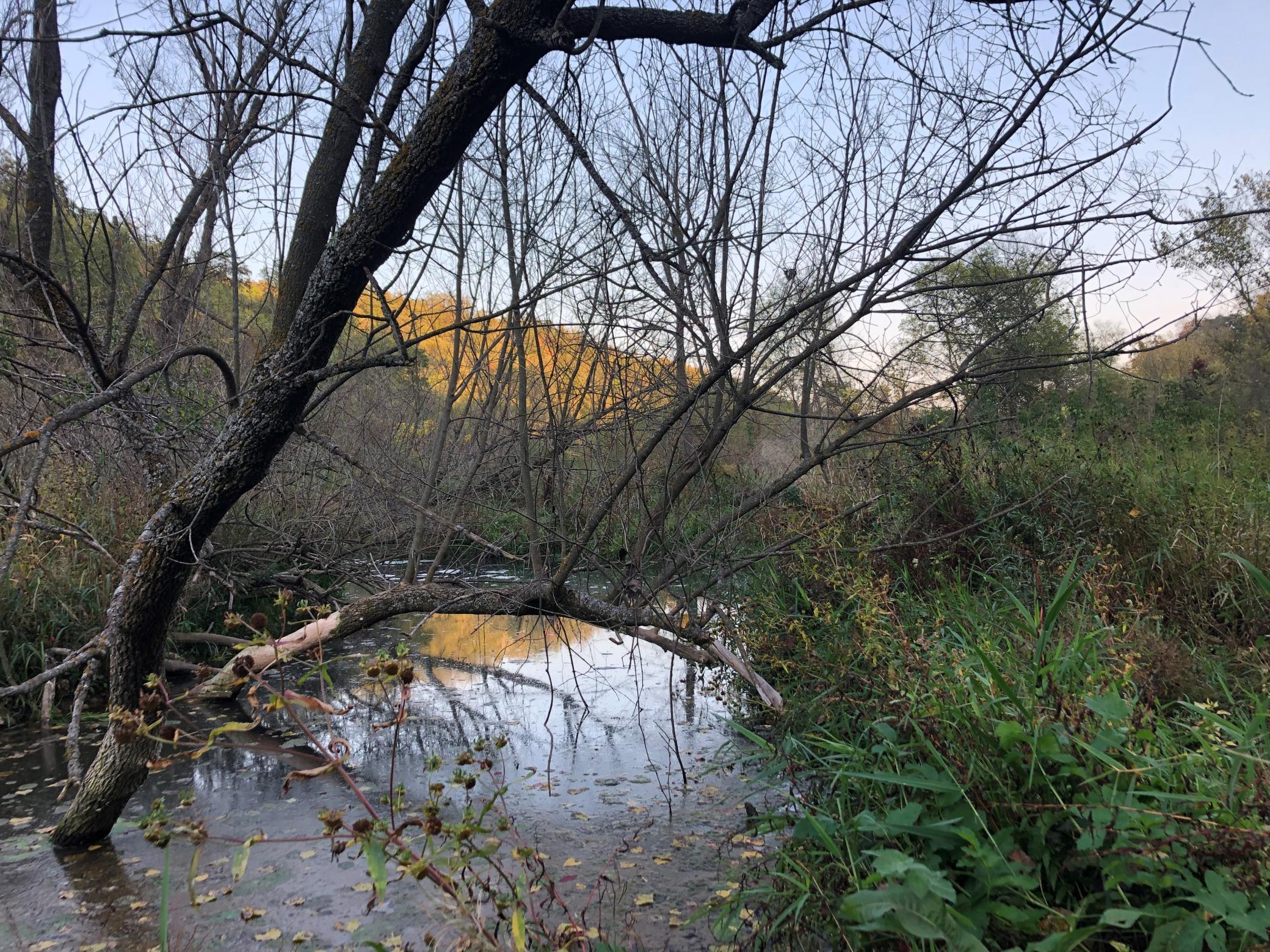 Trout Fish-Fly Fish for Brook-Brown Native Trout and Stocked Rainbow.jpg