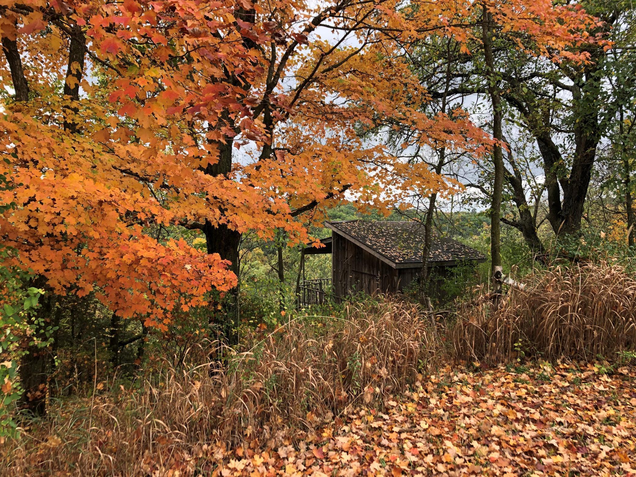 View waking up to Honeymoon Cabin in Fall.jpg