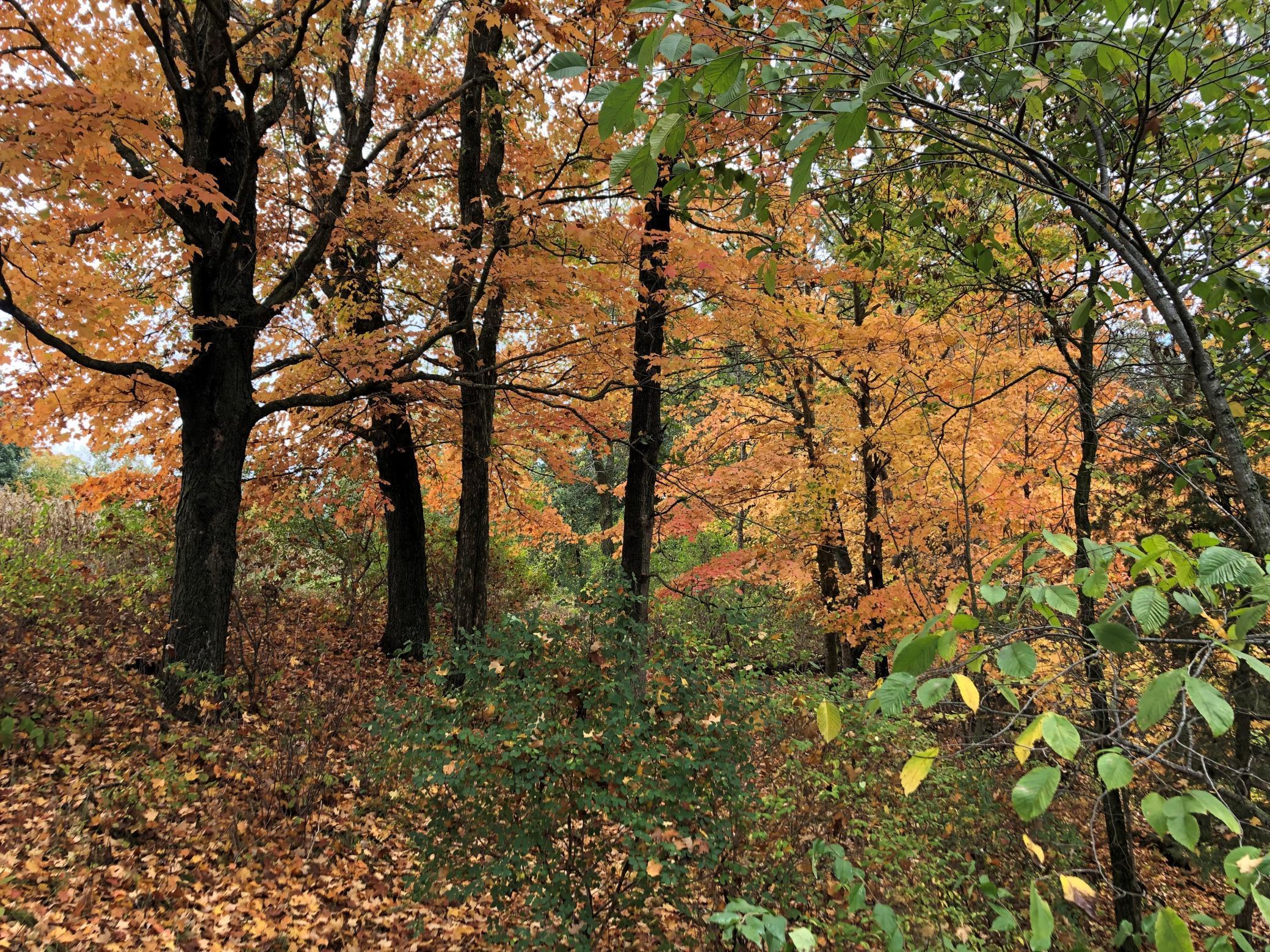 walking path to Cabin.jpg