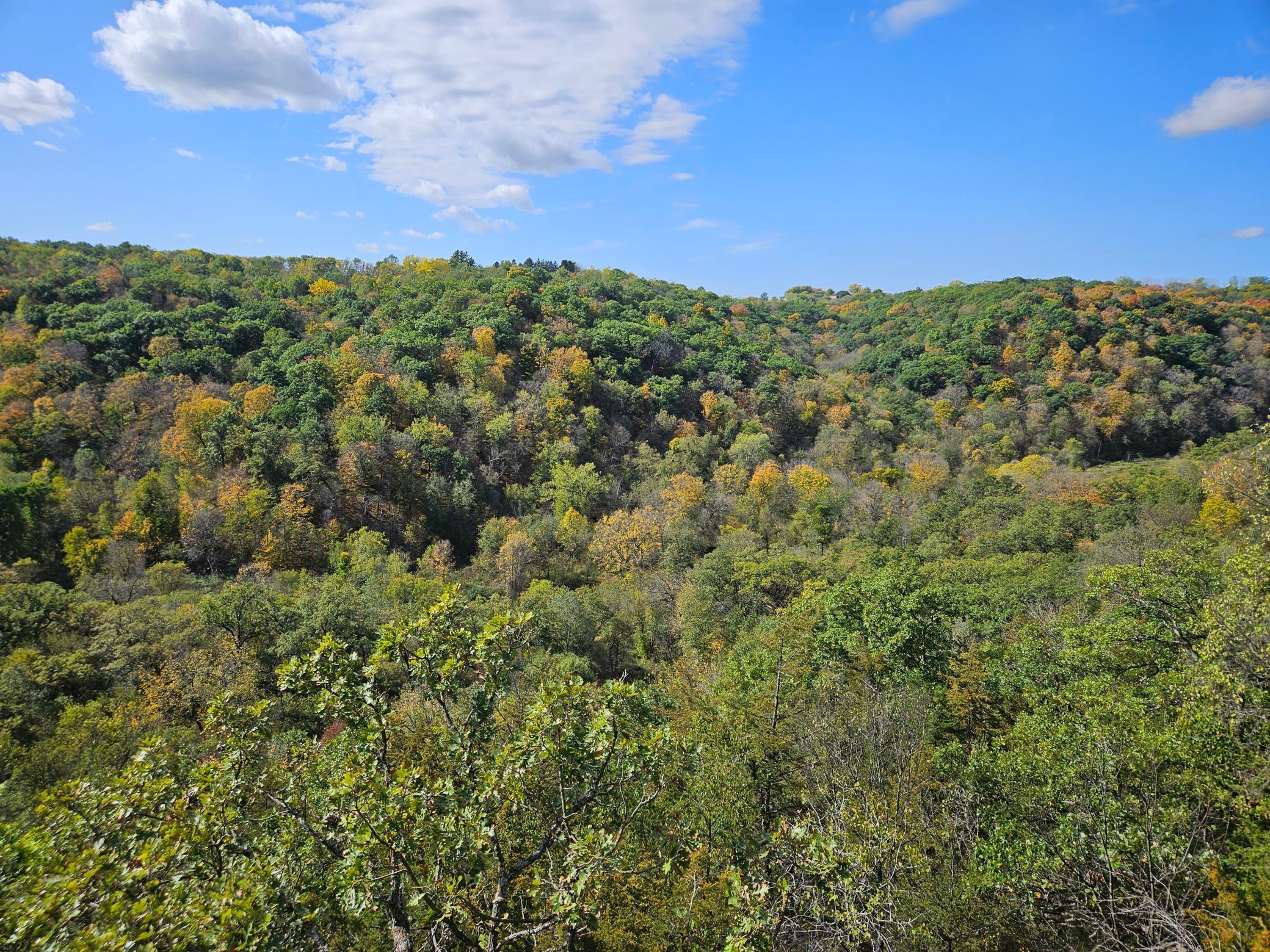 +258 acres of woods - Big Whitetail Bucks-Turkey and wildlife.jpg