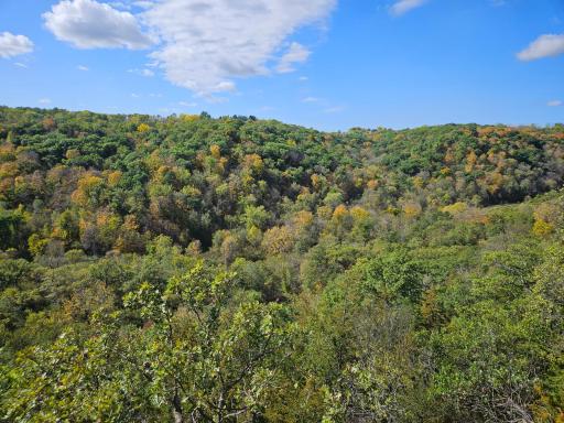 +258 acres of woods - Big Whitetail Bucks-Turkey and wildlife.jpg
