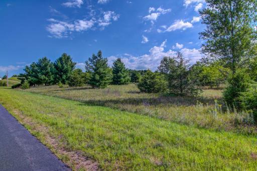 Conifer throughout neighborhood