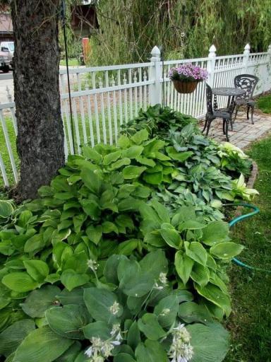 Beautiful hosta's throughout the property