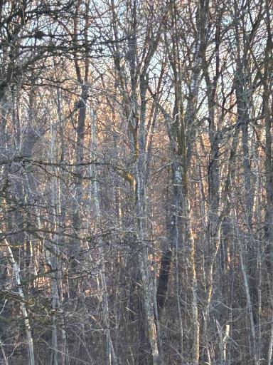 xxx Powder Horn Drive, Randall, MN 56443