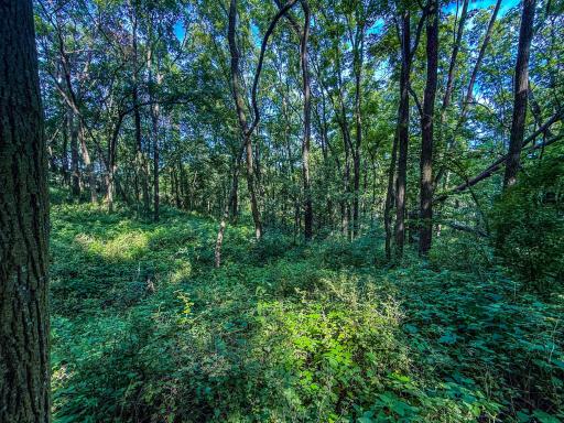 Photo for xxxx Hill Street SW, Chatfield, MN 55923 - Listing #6485177 xxxx Hill Street SW, Chatfield, MN 55923
