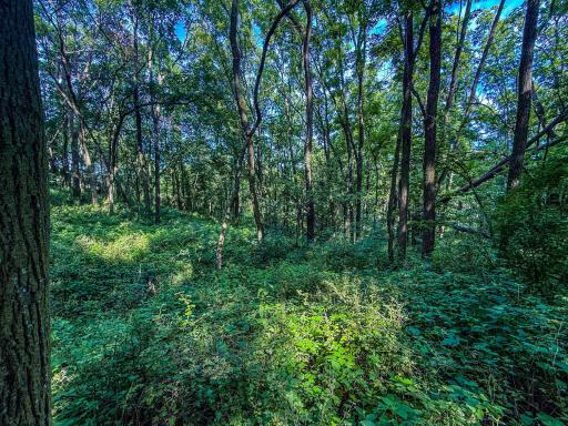 xxxx Hill Street SW, Chatfield, MN 55923