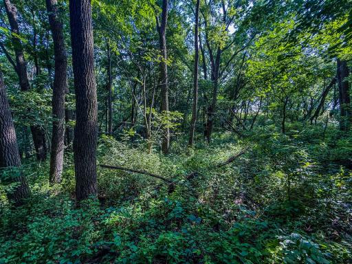 xxxx Hill Street SW, Chatfield, MN 55923