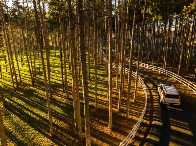 Pine studded entrance to Whispering Pines Ranch