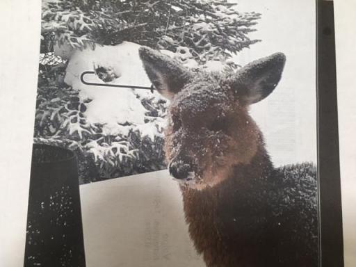 Seller took this picture of a deer near the window in the four season porch. On occasion they've been seen in the back yard.