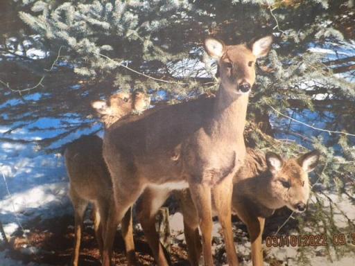 Deer under the pine tree in the back yard. Enjoy the wildlife from time to time.