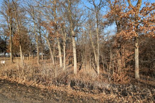 Another view of the wooded lot