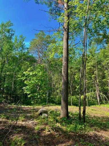 Photo for TBD Ridgeway Lane, Walker, MN 56484 - Listing #6489965 TBD Ridgeway Lane, Walker, MN 56484