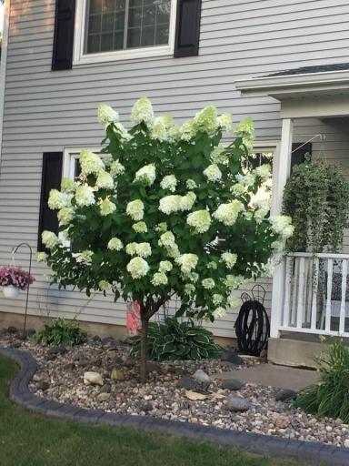 Summer landscaping front tree.jpg