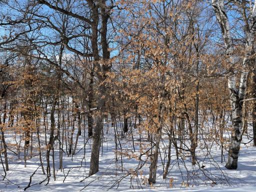 XXXX Overland Drive, Browerville, MN 56438