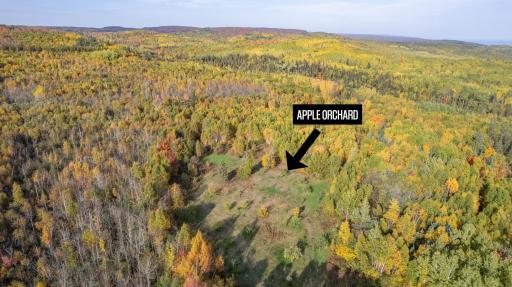 Your very own apple orchard. Another magnet for all kinds of wildlife.