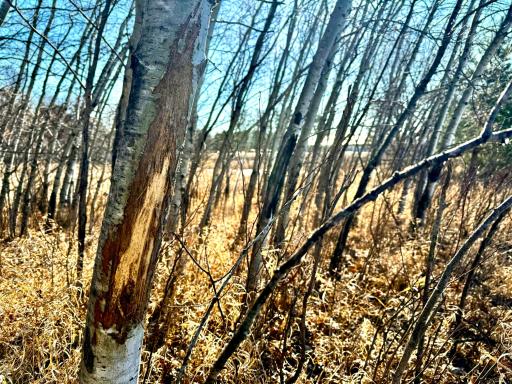 TBD-5.58AC Elk Lake Road NW, Elk River, MN 55330