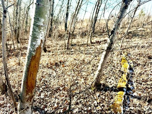TBD-5.58AC Elk Lake Road NW, Elk River, MN 55330