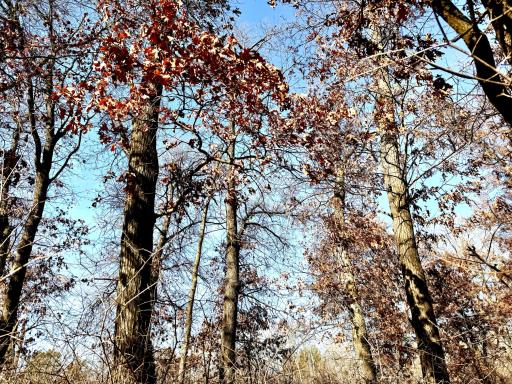 TBD-5.58AC Elk Lake Road NW, Elk River, MN 55330